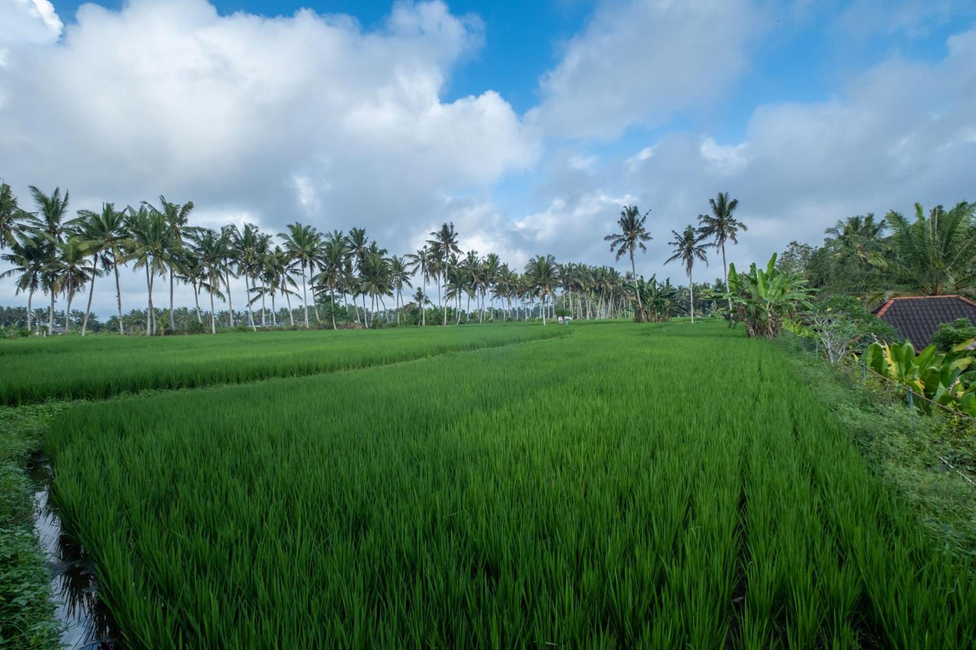 Bhuwana Hotel&farming Ubud (Bali)
