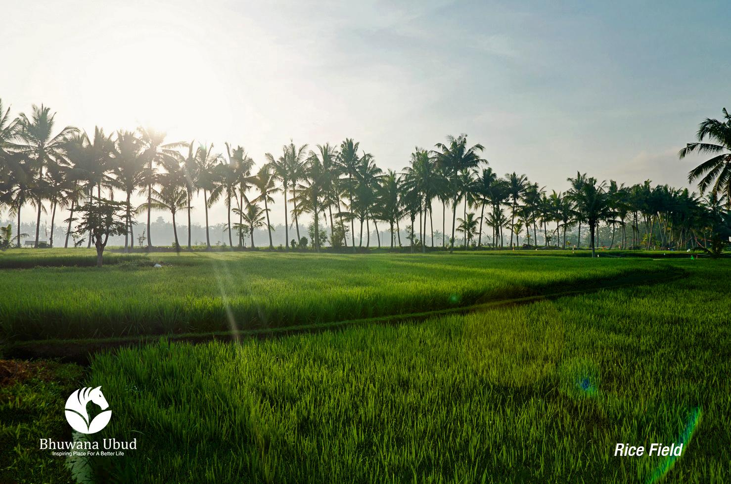 Bhuwana And Farming होटल